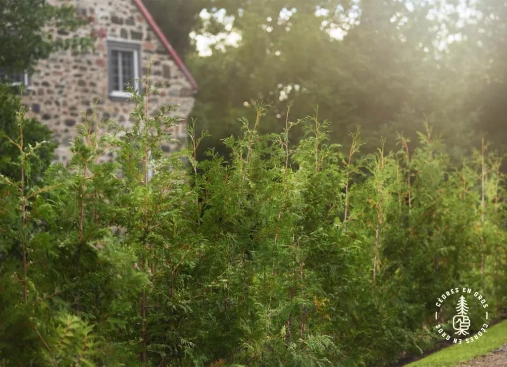 Cèdres Sauvages
