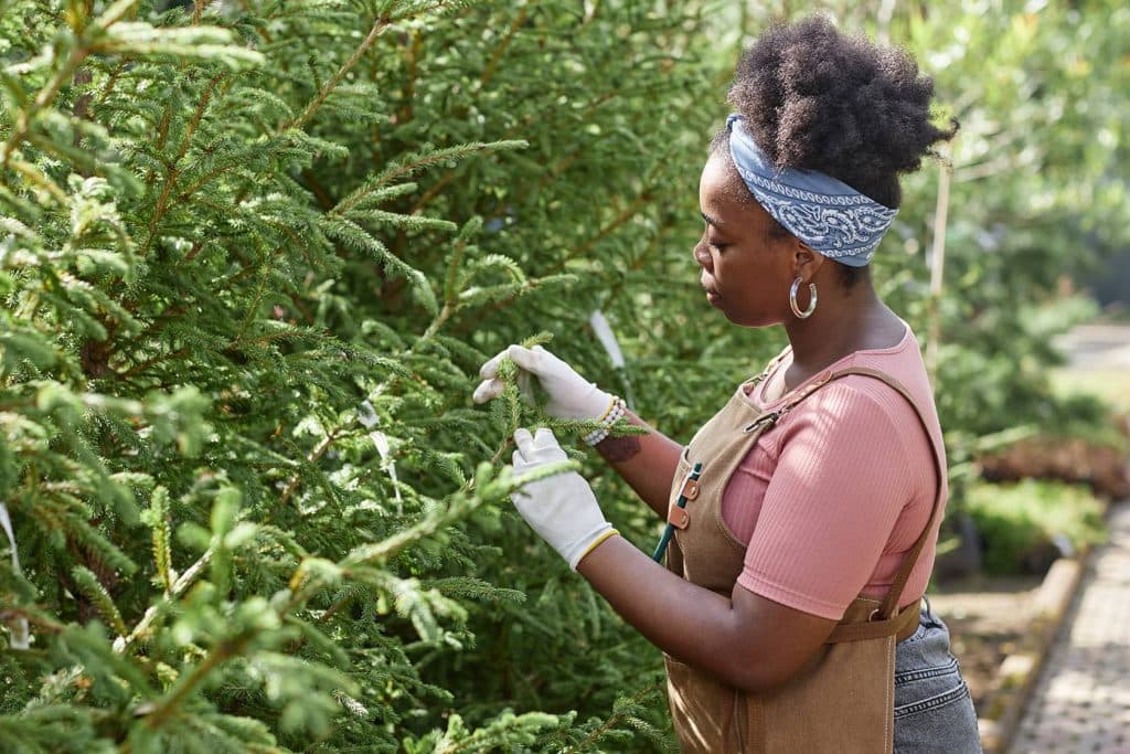 Entretien et maladies : Conseils pour assurer la croissance et la santé des cèdres