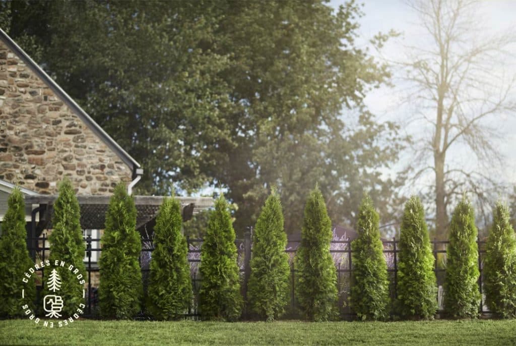 Quel cèdre choisir selon vos besoins